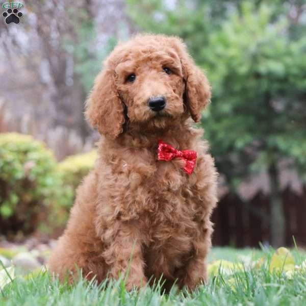 Keyson, Standard Poodle Puppy